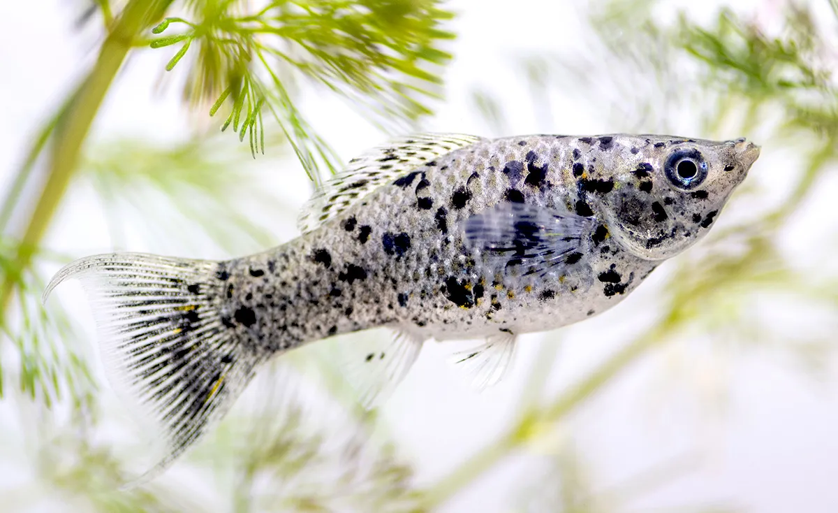 Molly Fish