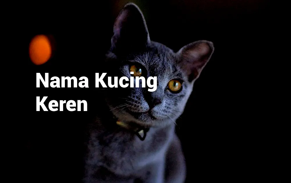 Nama Kucing Bagus dan Keren