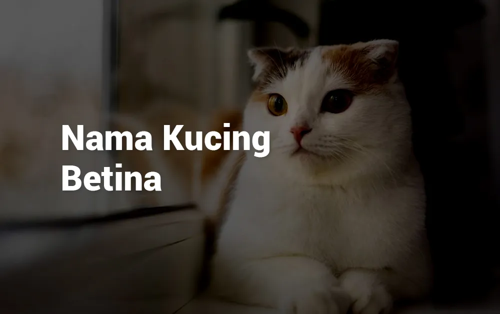 Nama Kucing Betina