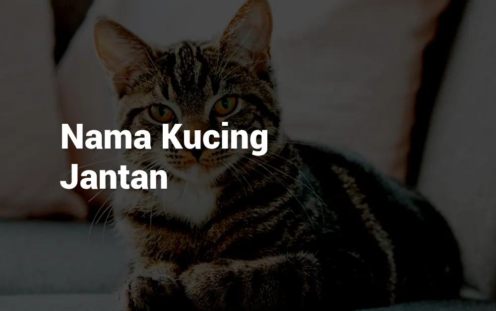 Nama Kucing Jantan