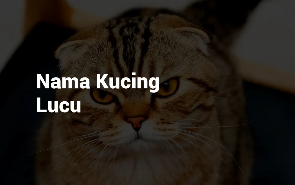 Nama Kucing Lucu dan Imut