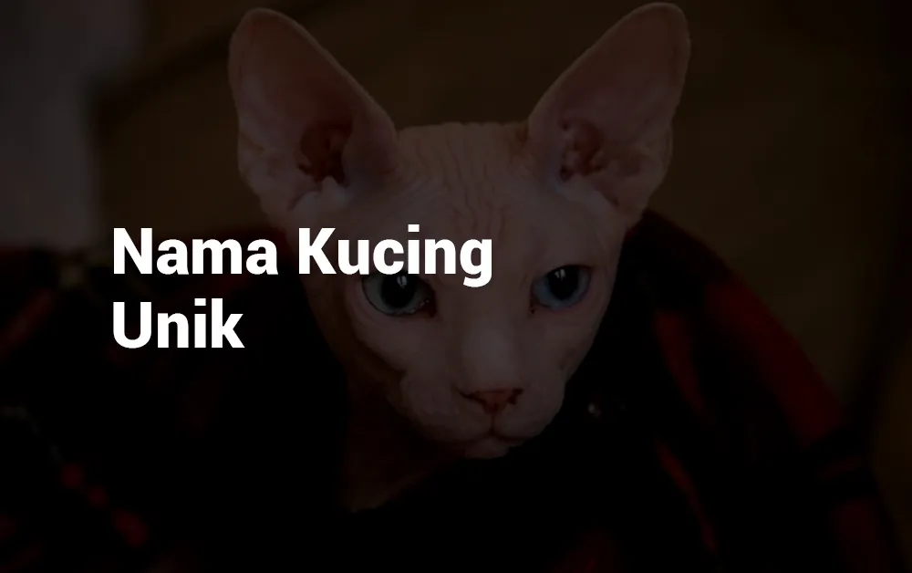 Nama Kucing Unik