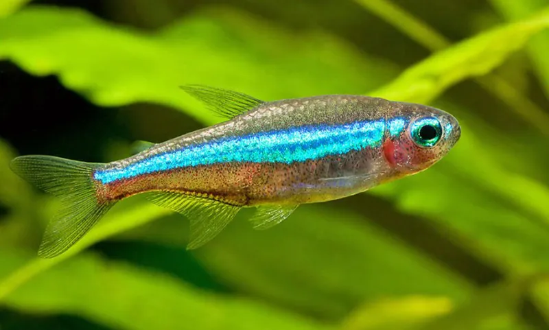 Neon Tetra