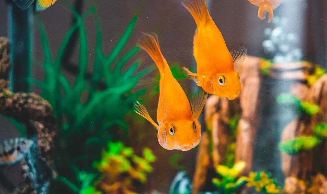 Perawatan Ikan Hias di Aquarium