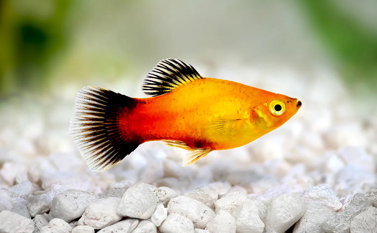 Platy