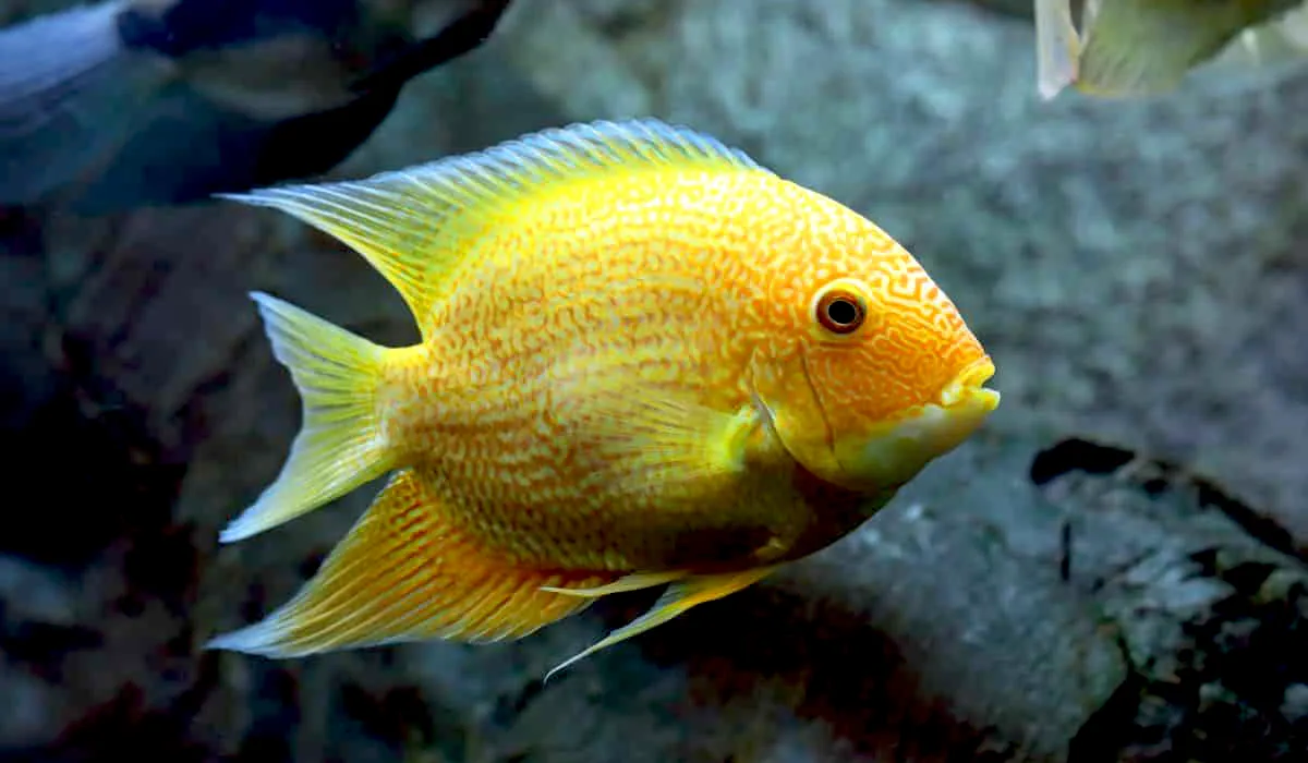 Severum Cichlids