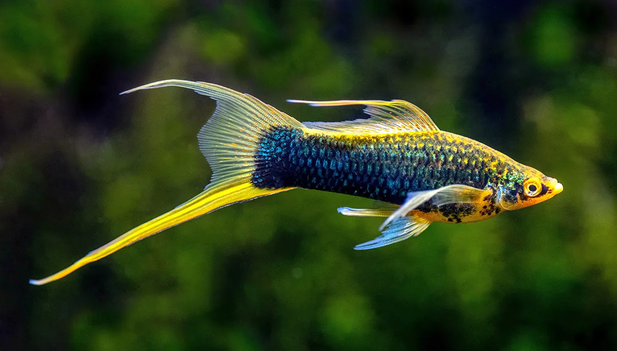 Swordtail