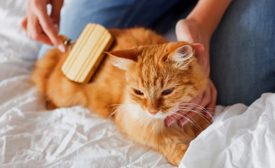 Cara Merawat Hewan Peliharaan