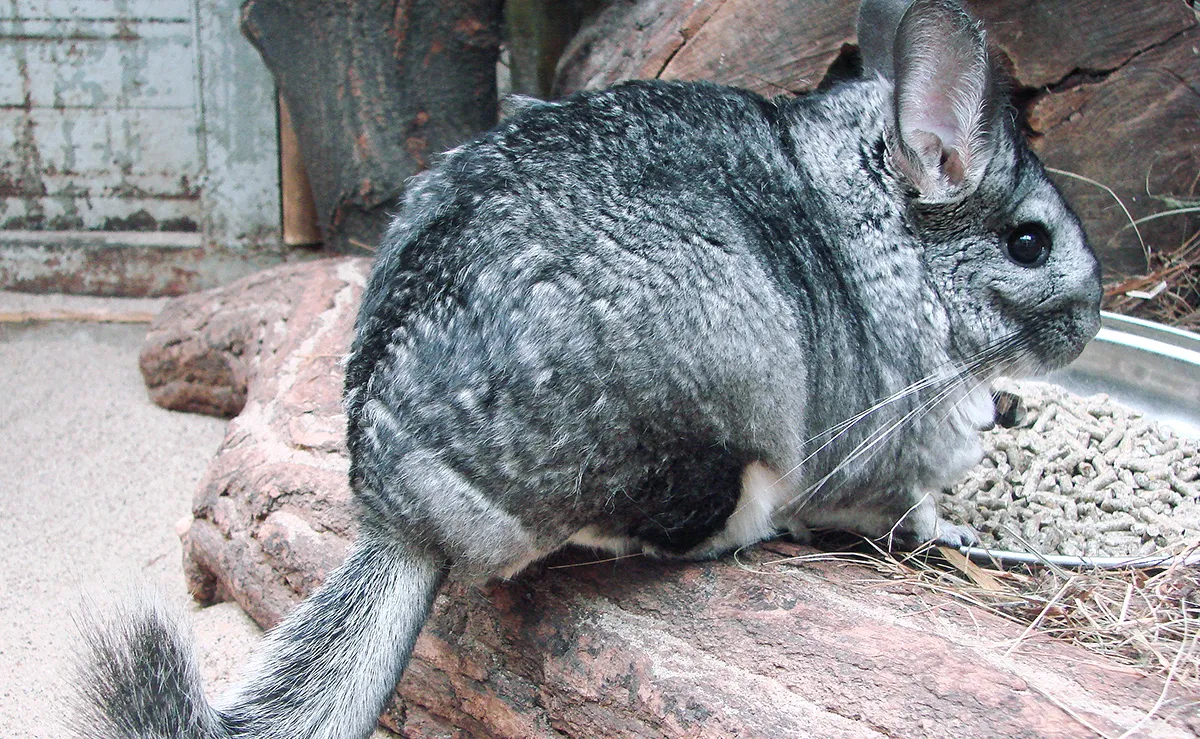 Chinchilla