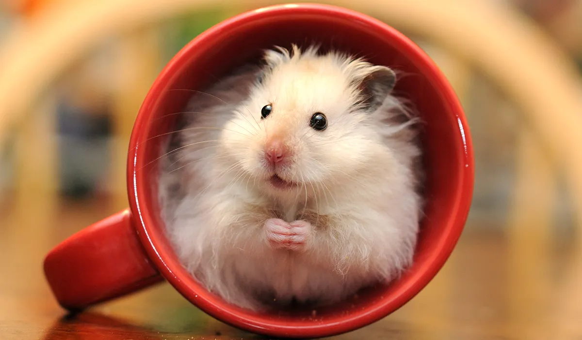 Hamster