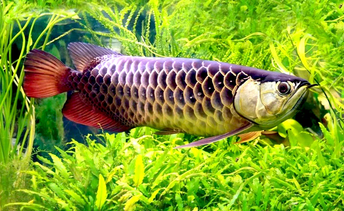 Ikan Arwana