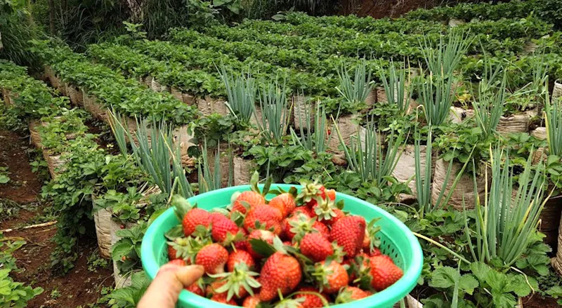 Kebun Strawberry Cartil