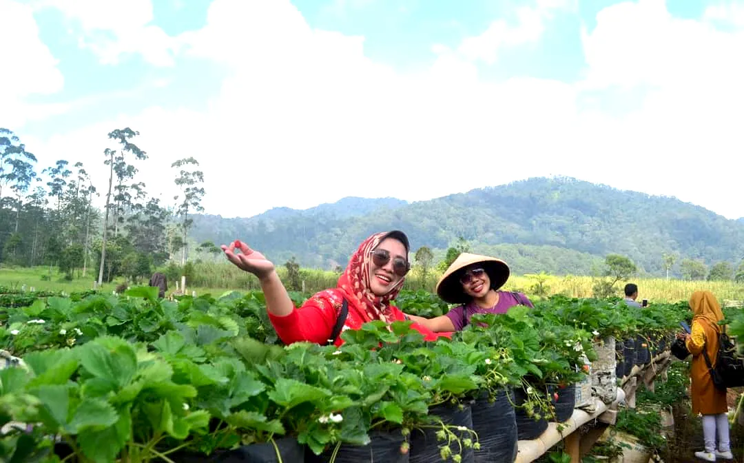 Kebun Strawberry Emte Highland Resort