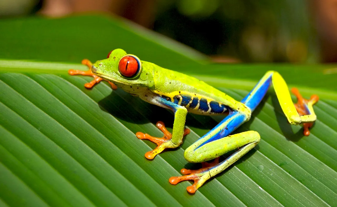 Klasifikasi Keanekaragaman Hayati