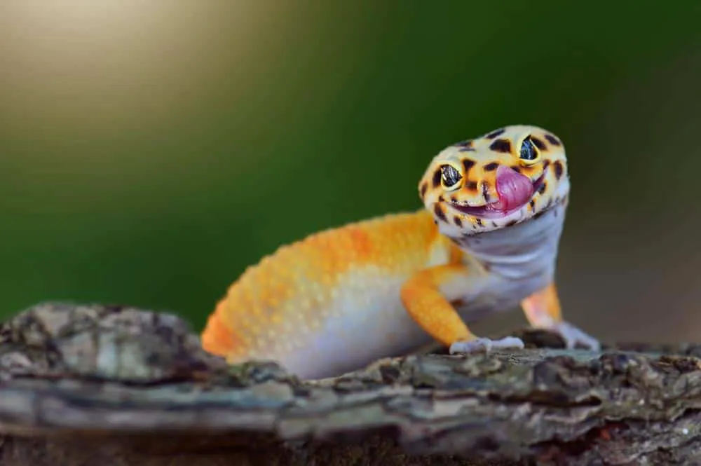 Leopard Gecko