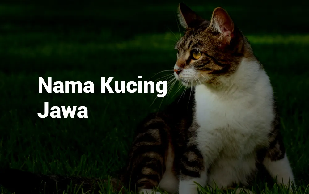 Nama Kucing Jawa