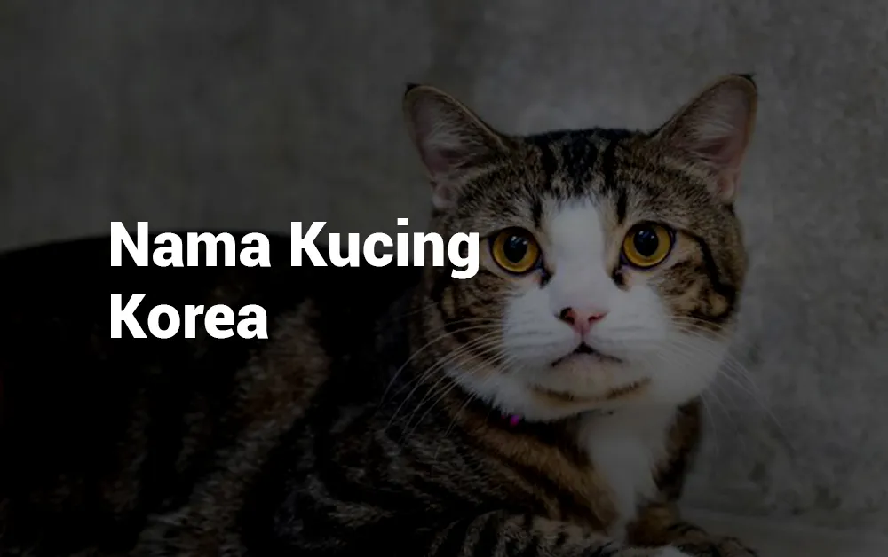 Nama Kucing Korea