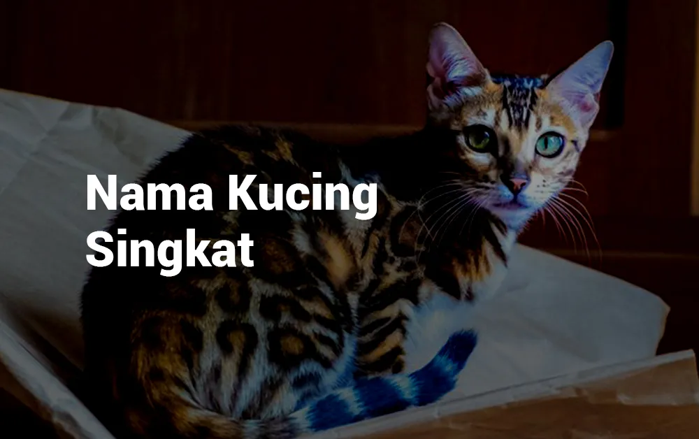 Nama Kucing Singkat