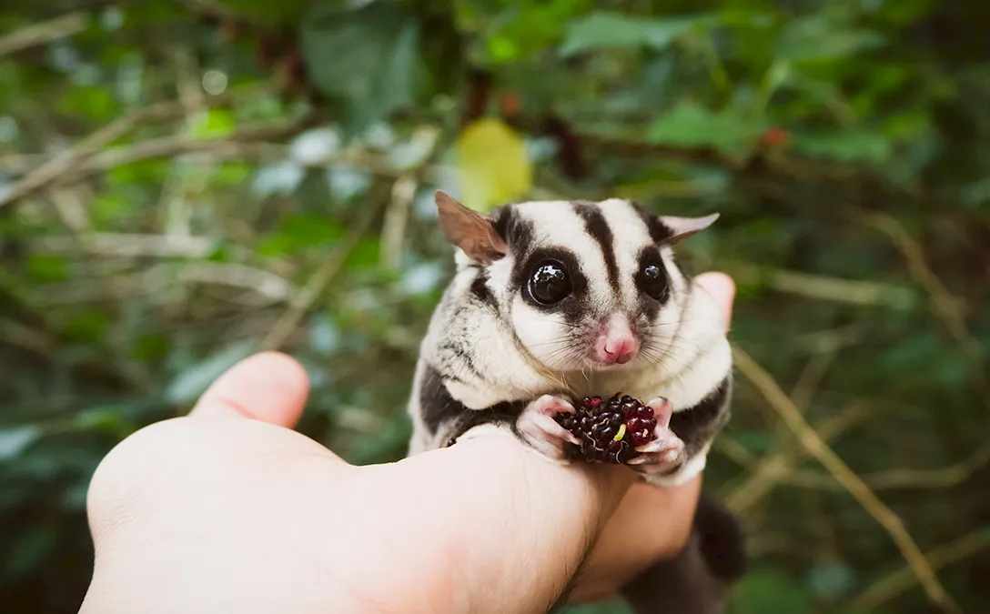 Sugar Glider