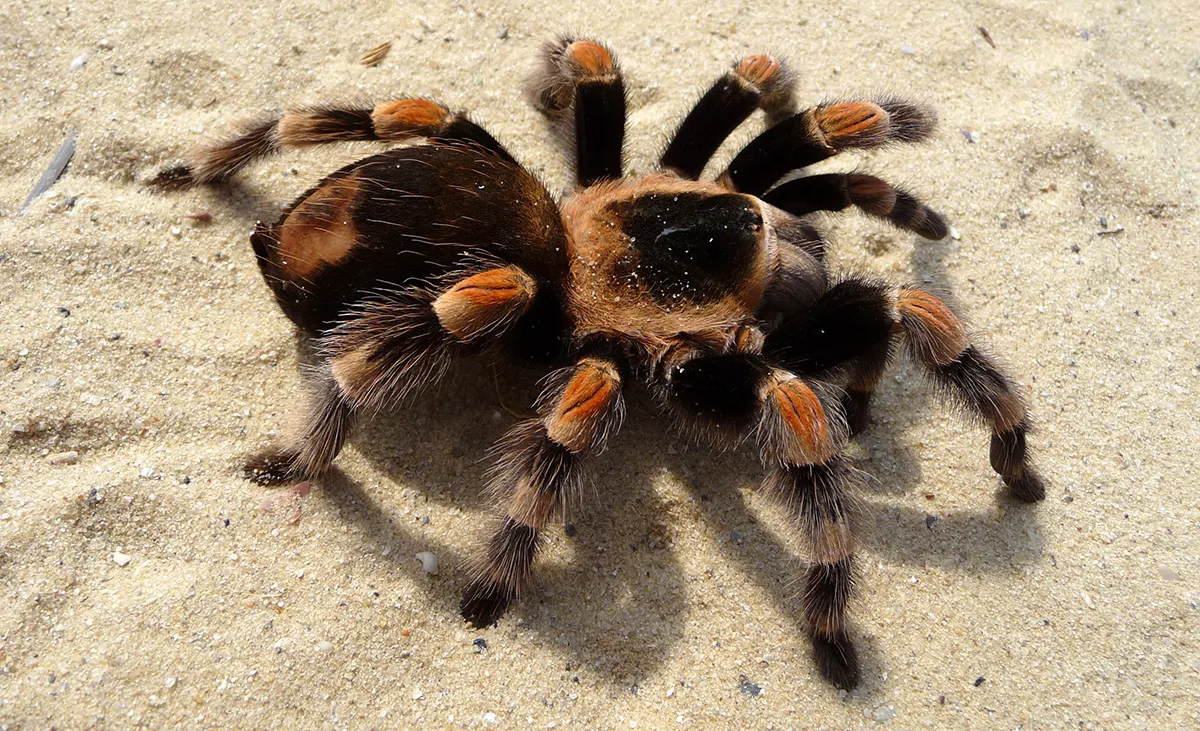Tarantula
