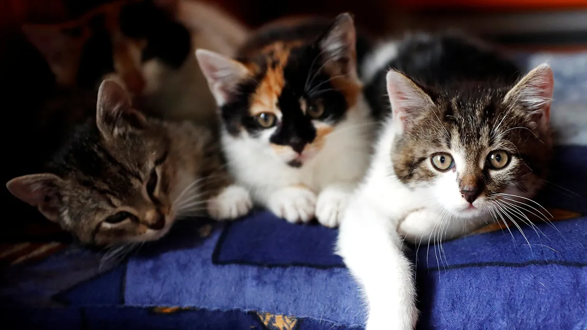 Tingkat Keanekaragaman Hayati