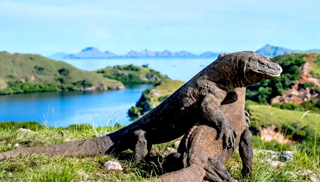 Upaya Pelestarian Hayati