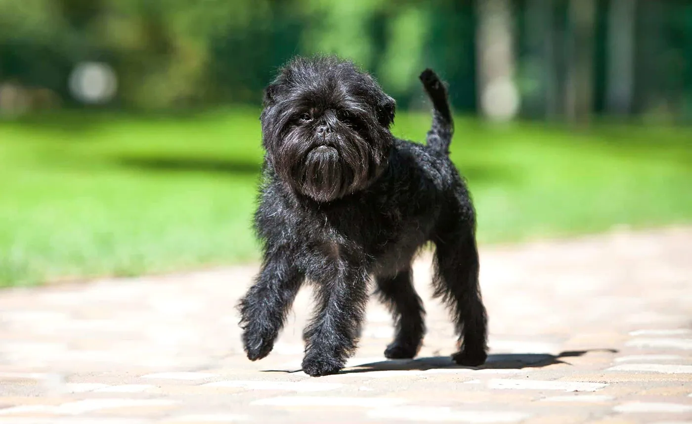 1 Affenpinscher