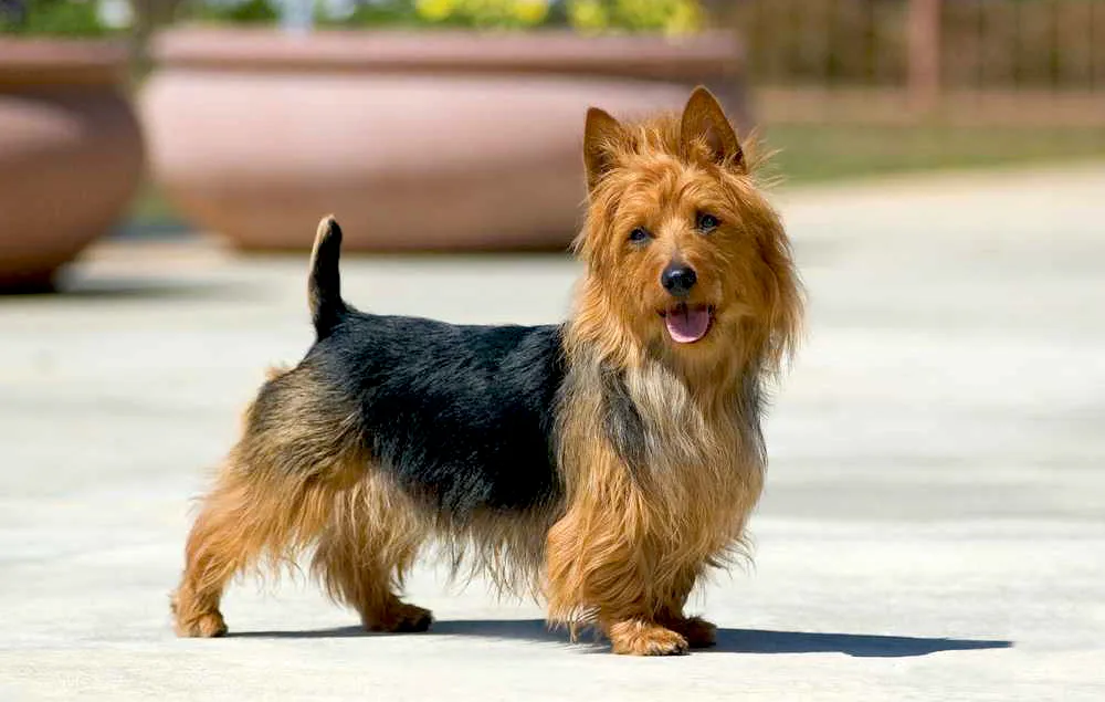 10 Australian Terrier