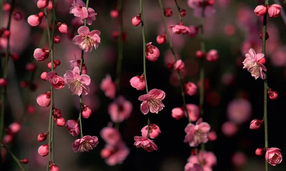 10 Spring Flowers 4K Wallpaper