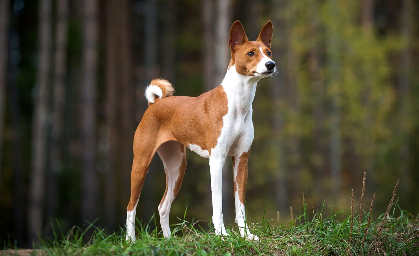11 Basenji