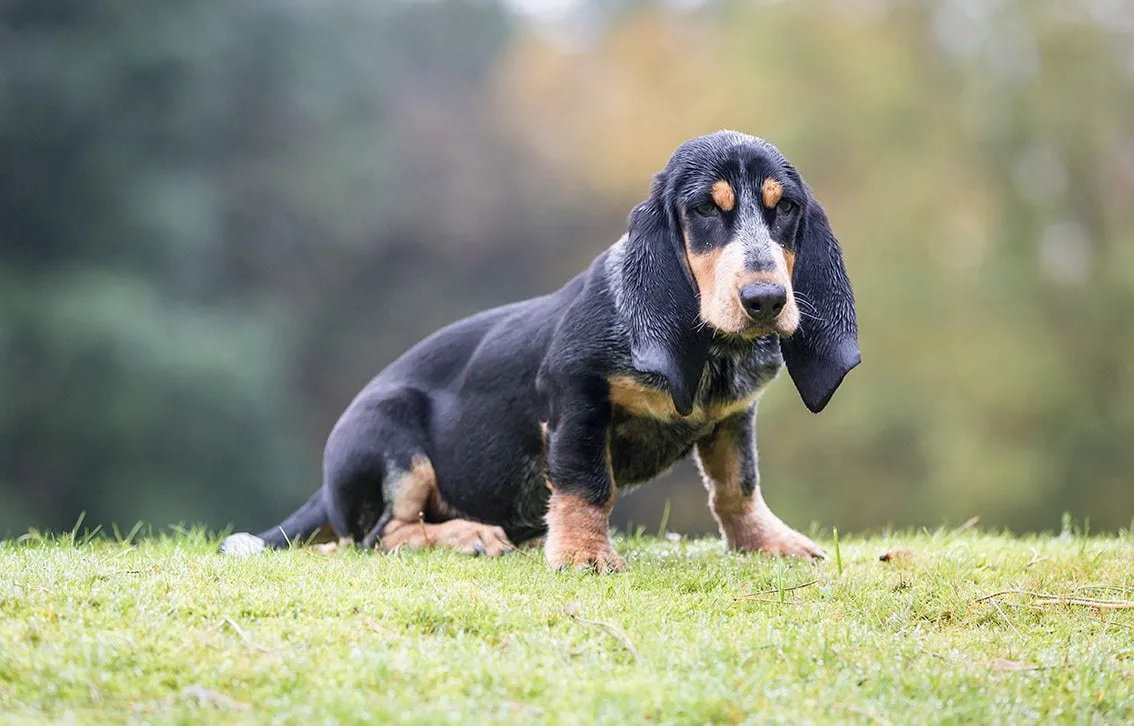 12 Basset Bleu De Gascogne