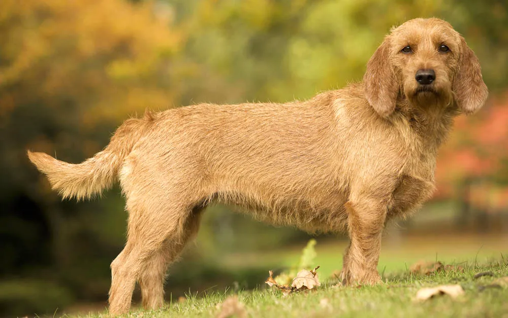 13 Basset Fauve De Bretagne