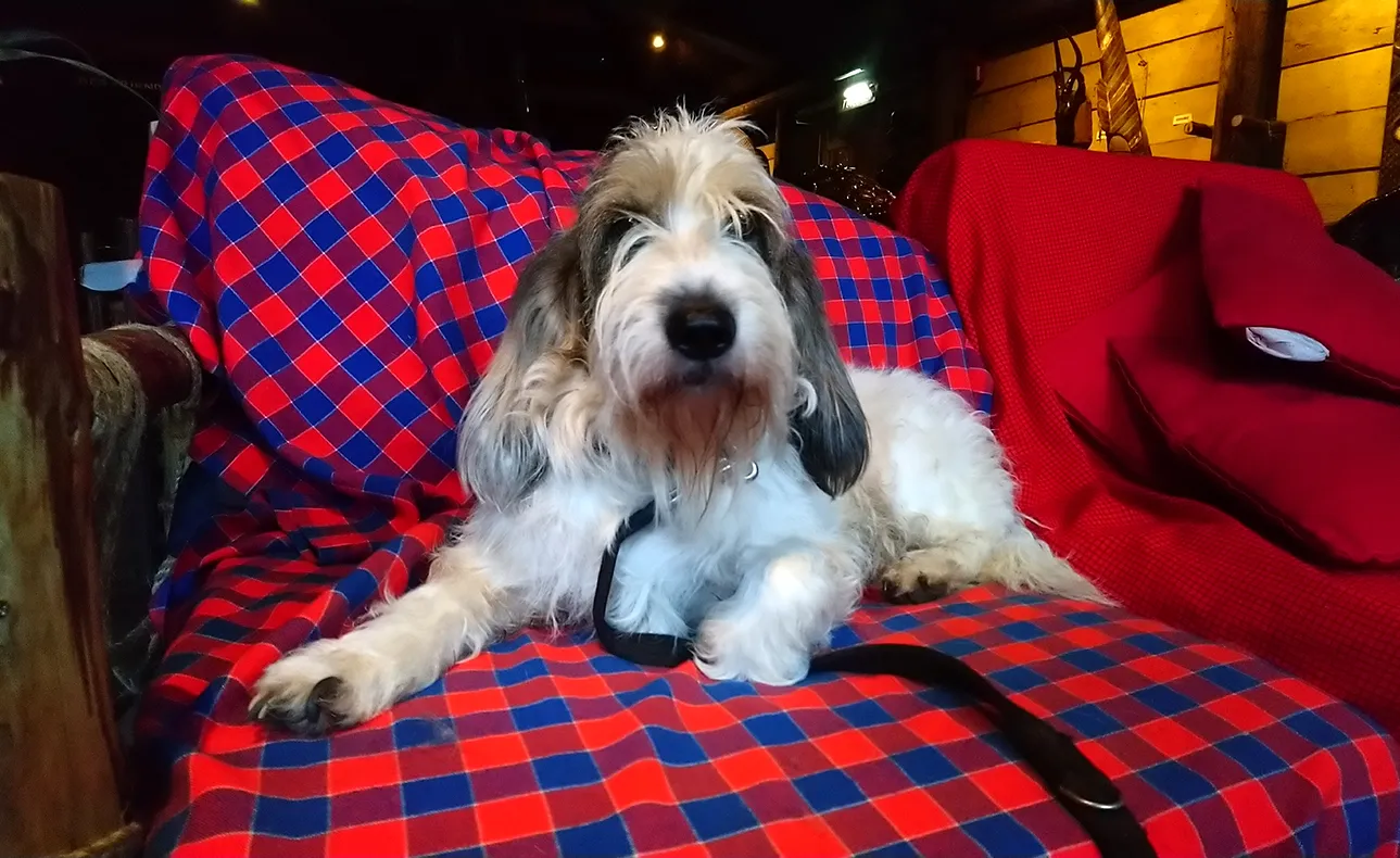 14 Basset Griffon Vendeen (Grand)