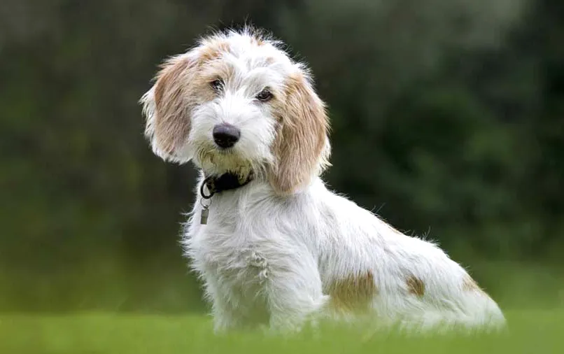 15 Basset Griffon Vendeen (Petit)