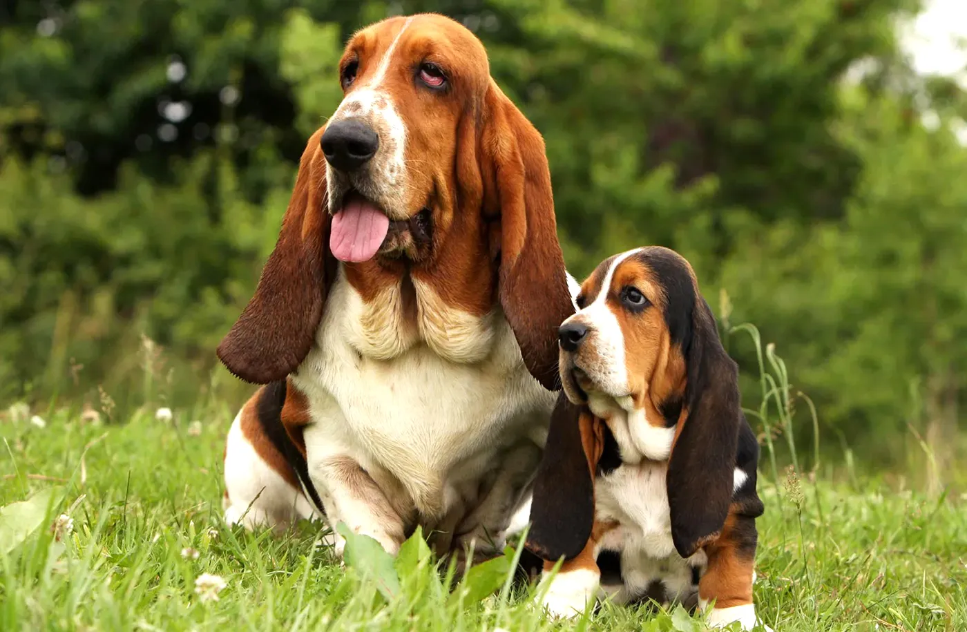 16 Basset Hound