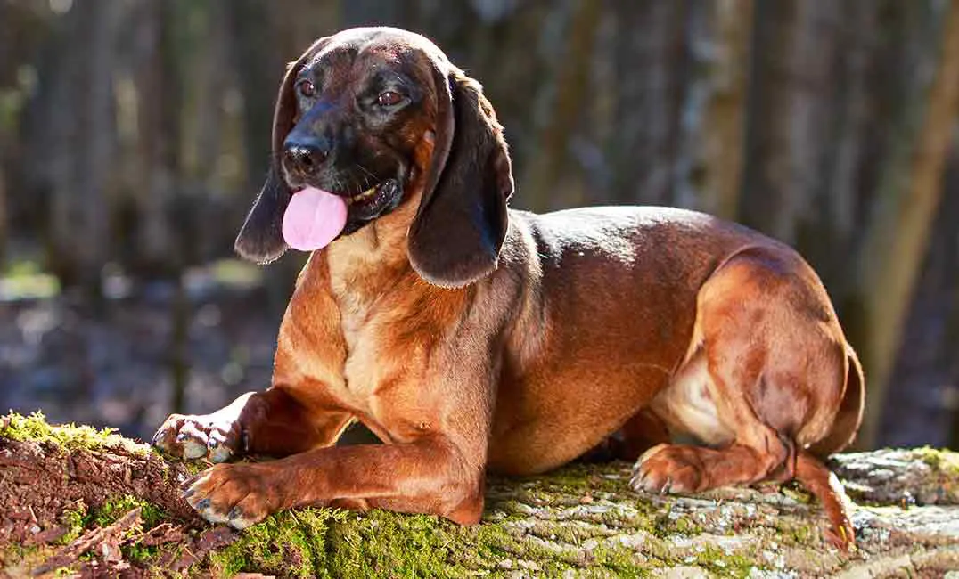 17 Bavarian Mountain Hound