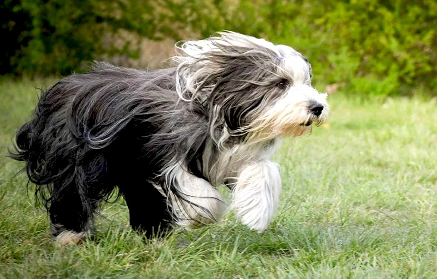 19 Bearded Collie