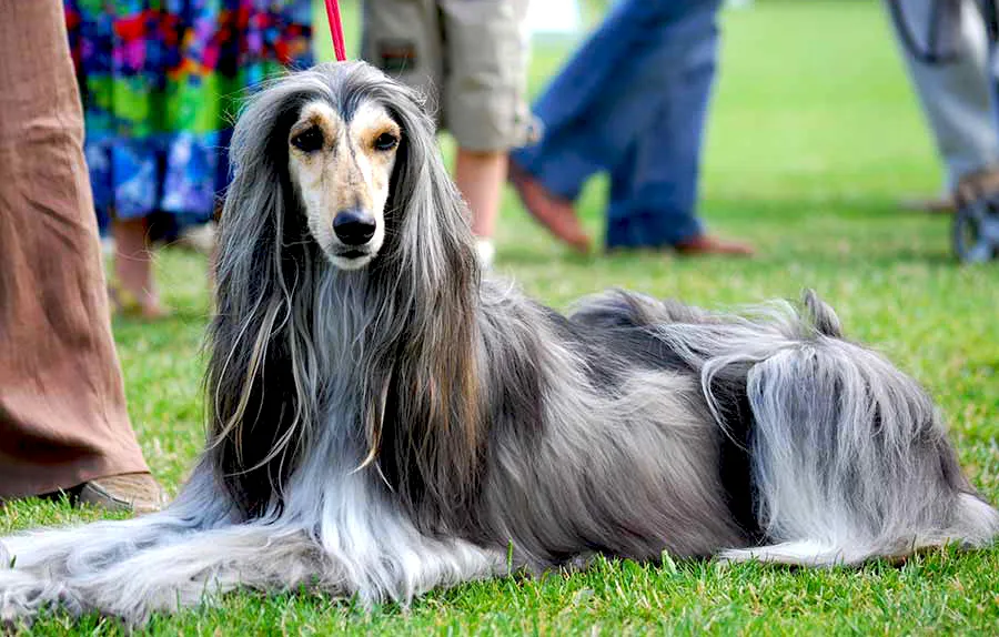 2 Afghan Hound