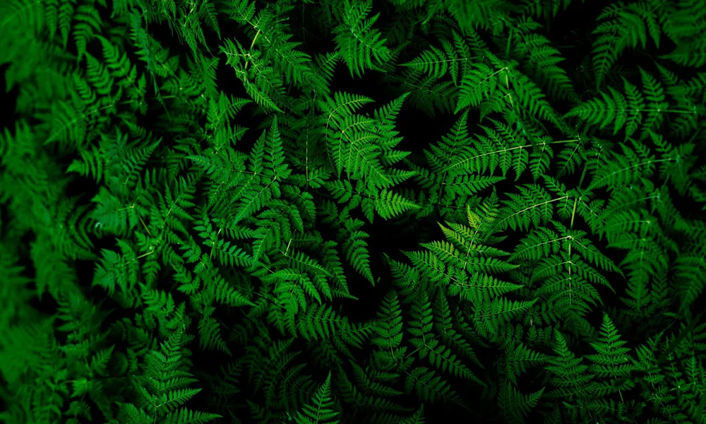 2 Dark Green Leaves Wallpaper