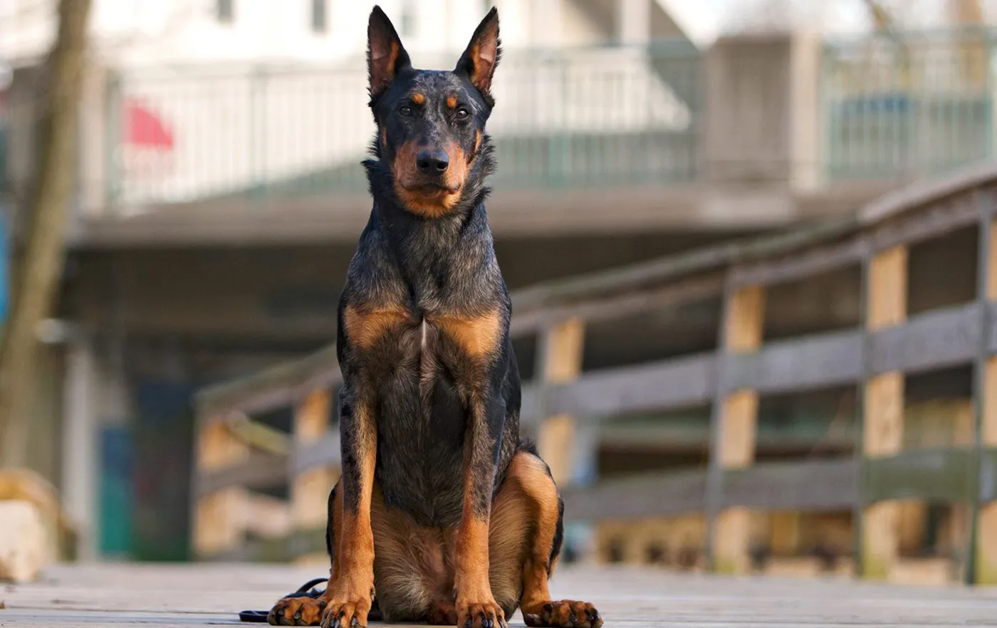 20 Beauceron