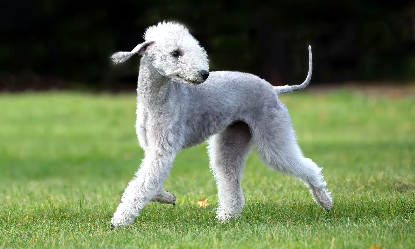 21 Bedlington Terrier