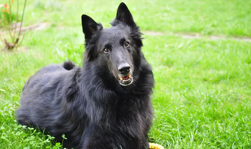 22 Belgian Shepherd Dog Groenendael