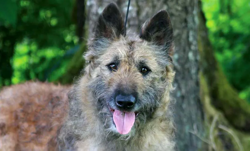 23 Belgian Shepherd Dog Laekenois