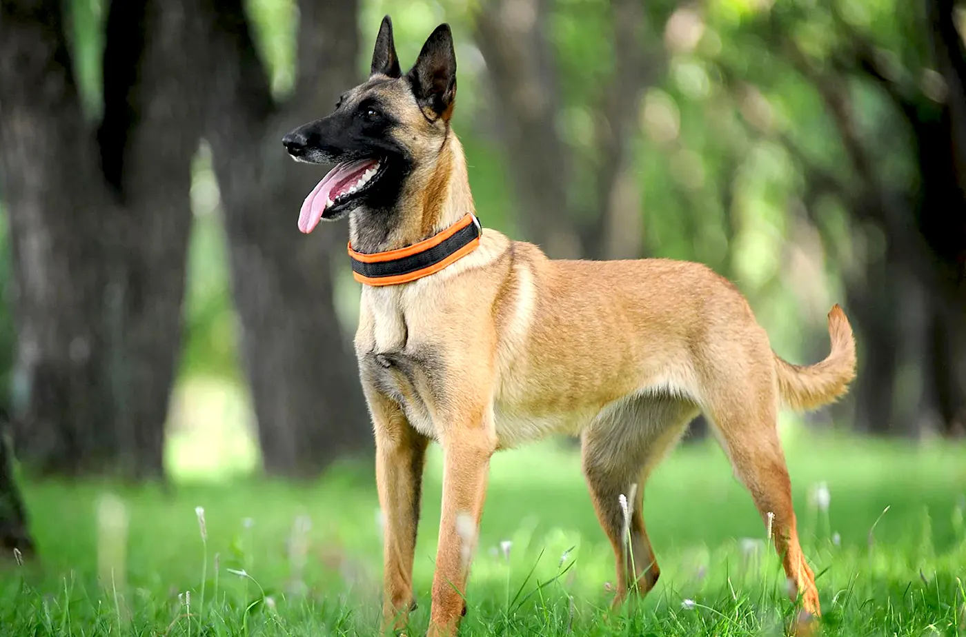 24 Belgian Shepherd Dog Malinois