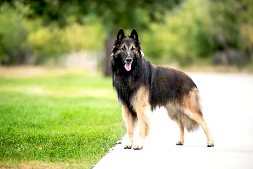 25 Belgian Shepherd Dog Tervueren