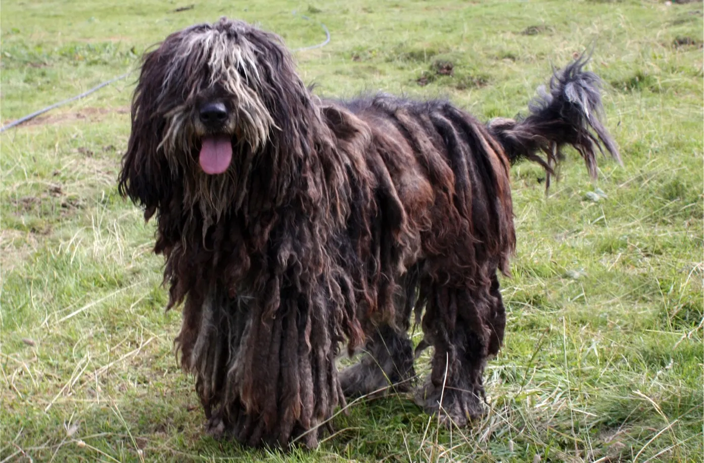26 Bergamasco