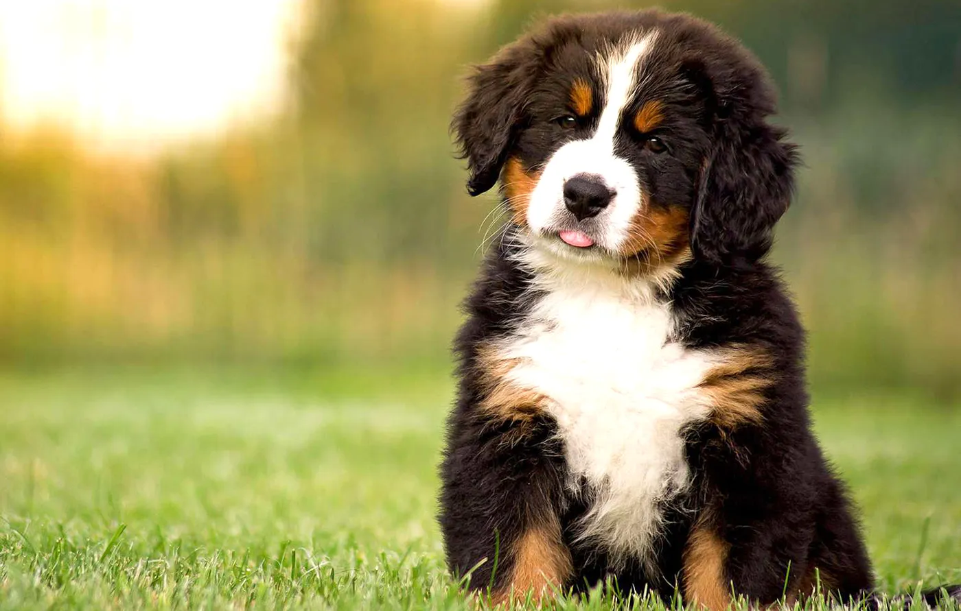27 Bernese Mountain Dog