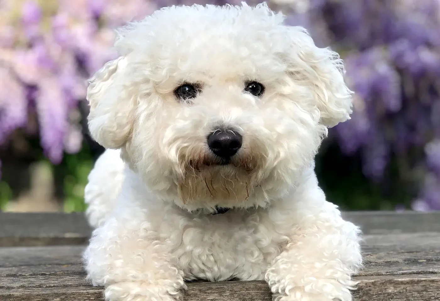 28 Bichon Frise