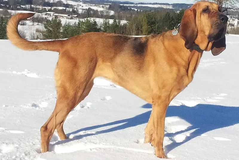 29 Bloodhound