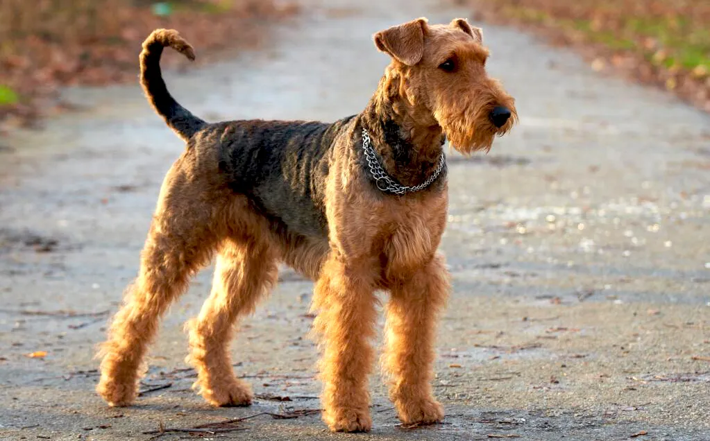 3 Airedale Terrier
